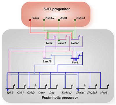 Regulatory Mechanisms Controlling Maturation of Serotonin Neuron Identity and Function